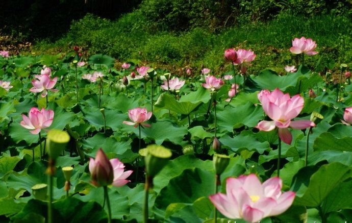 荐赏 【神州源流诗苑】总第407期【优秀现代诗】(含其他)周刊(图4)