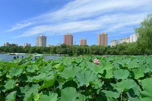《莲》作者/兰耀明 主播/阿伞 编辑/胡琴（图3）