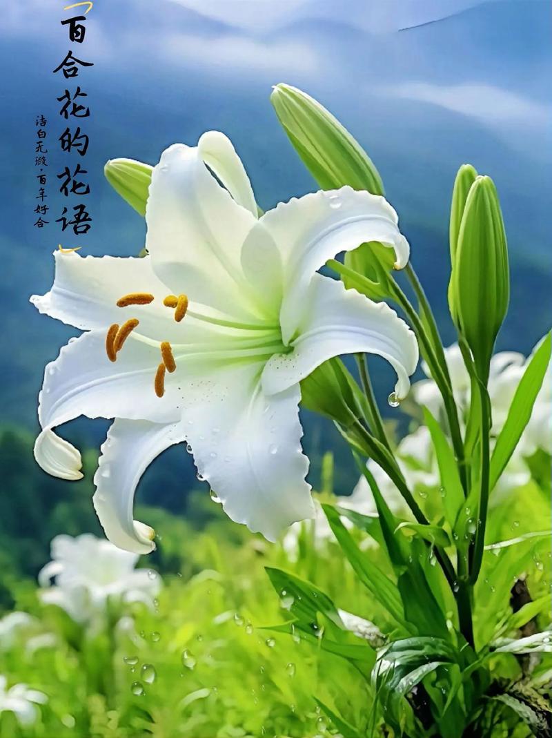 吴素诵读《心田上的百合花》 作者:林清玄(图8)