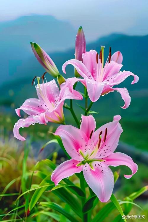 吴素诵读《心田上的百合花》 作者:林清玄(图9)
