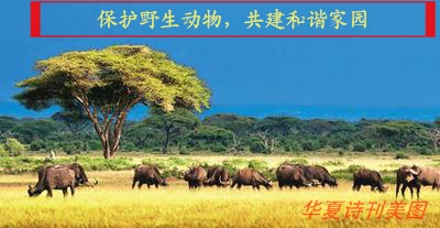 1582032004832011785.jpg D:\Documents and Settings\Administrator\u5997岄潰\u93c2板缓鏂囦欢澶筡姝︽眽\u6dc7濇姢鍔ㄧ墿.jpg