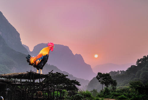 1583122064089044131.jpg 雄鸡.jpg