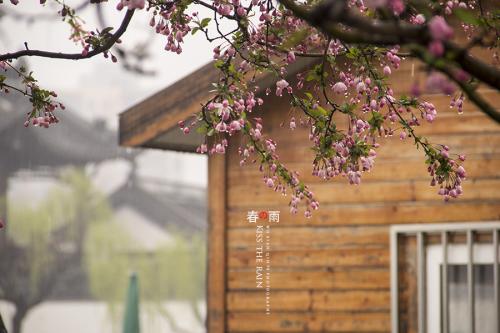 春雨01.jpg