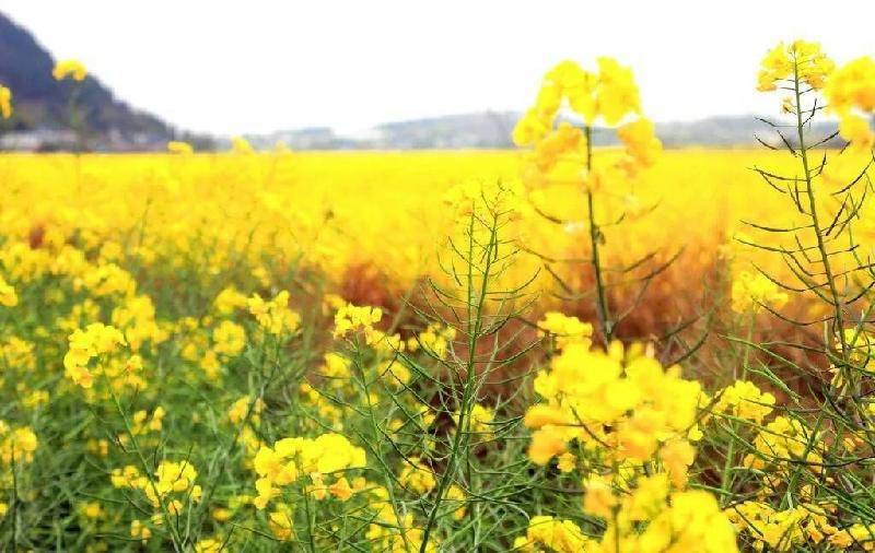 陈寿章赏油菜花七律十首【冰心文化传媒】