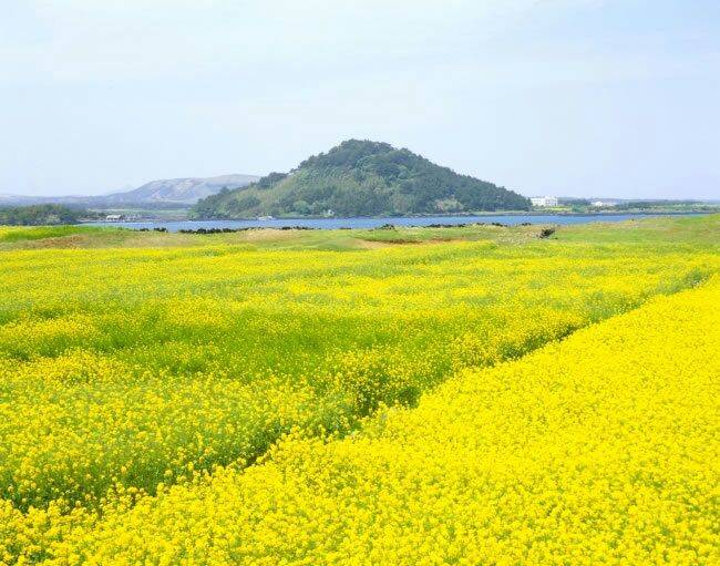 陈寿章赏油菜花七律十首【冰心文化传媒】