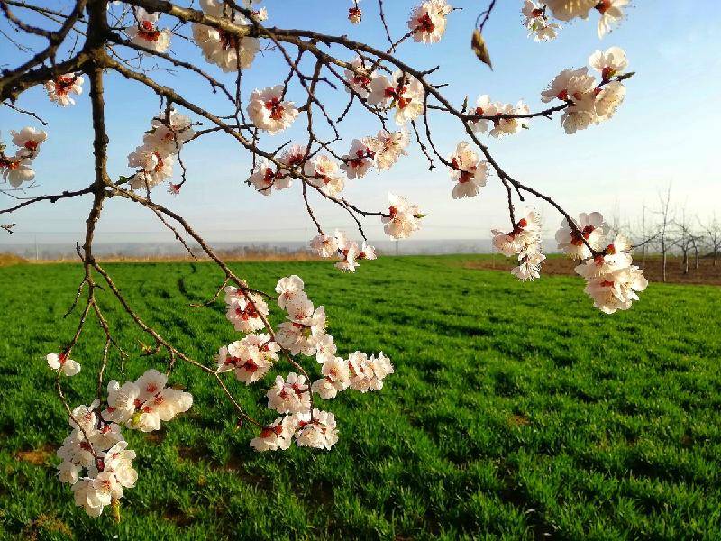 清明三候花信风 文/云卷云舒(哈尔滨)