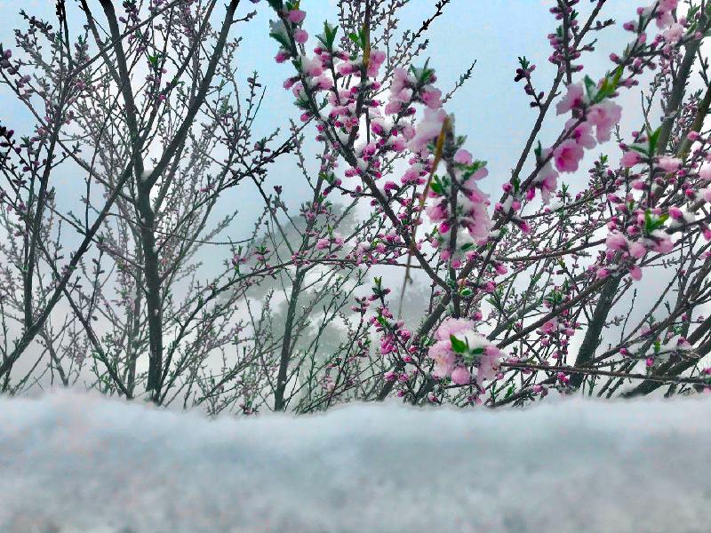 桃花雪