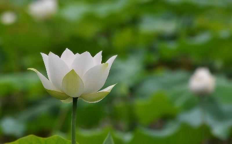 芦苇老师倾情《荷田清韵》荐赏