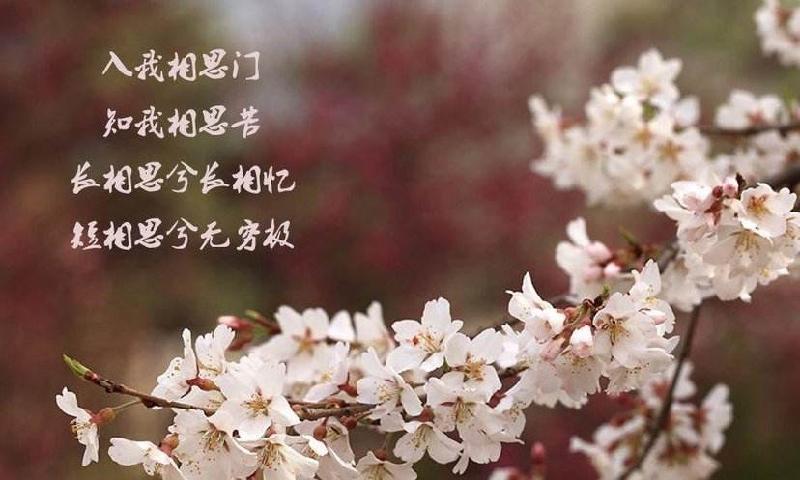 《中国爱情诗刊》【中国爱情诗歌】(第875期)中国爱情诗社·24分社选送(组稿:白雪莲儿)(图3)