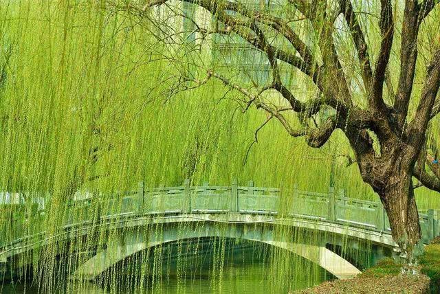 【推荐】徜徉在春天||周正春（图4）