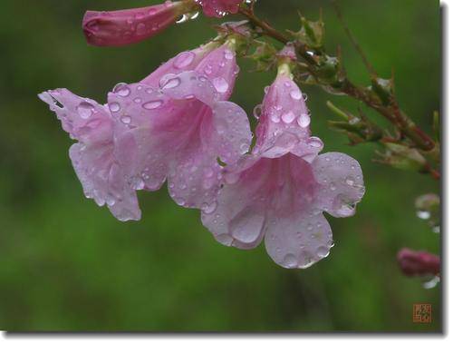 雨(新韻)