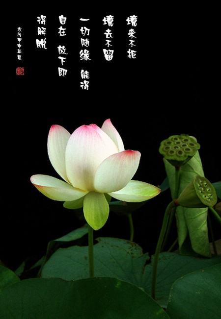 境界修心里,得失爱憎中!