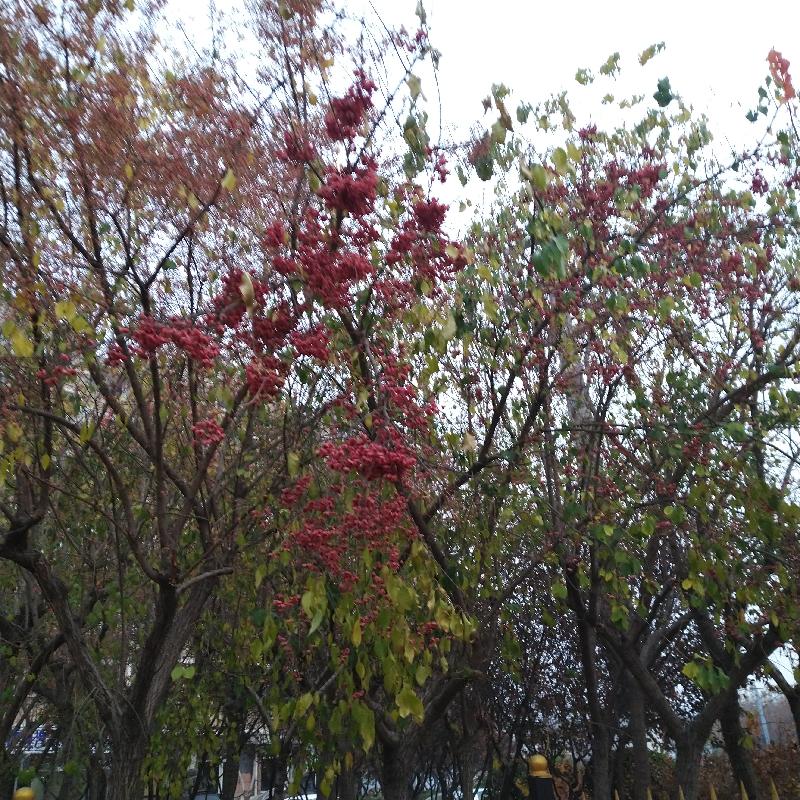 IMG_20201116_163210.