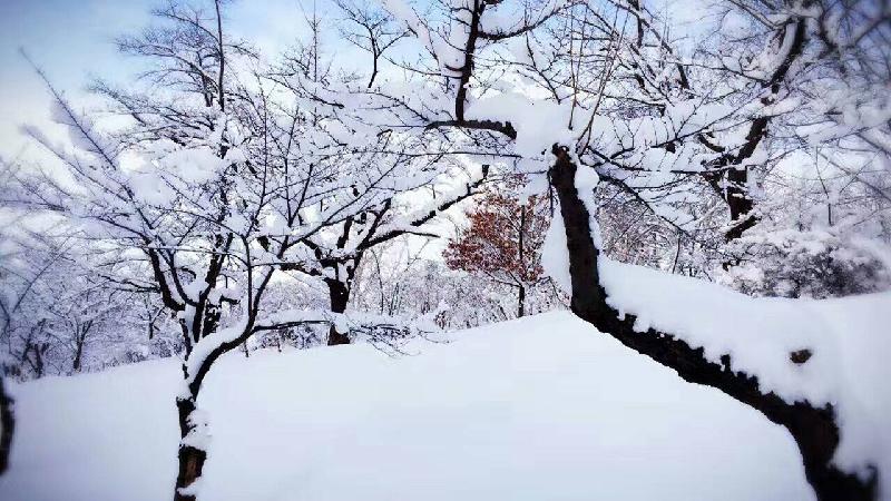 【枫雅汇看图约诗】诗人焦勇专辑《九》（雪）（图6）