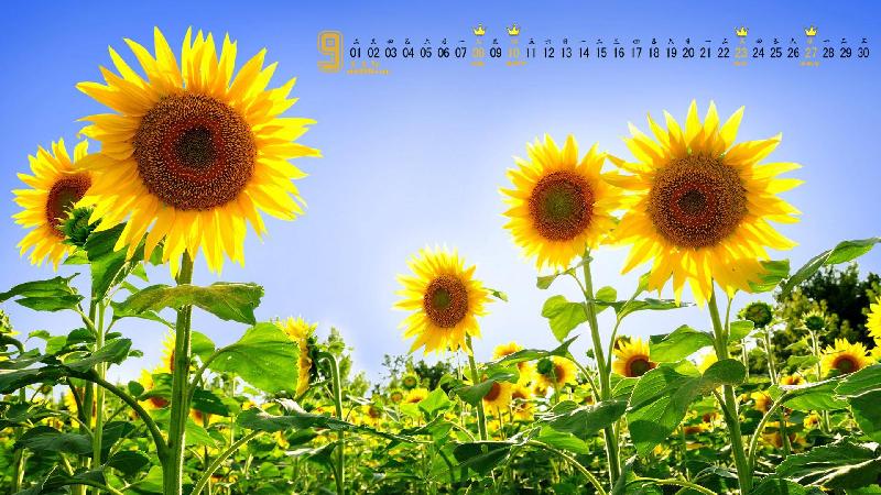 timg-1595225138110.