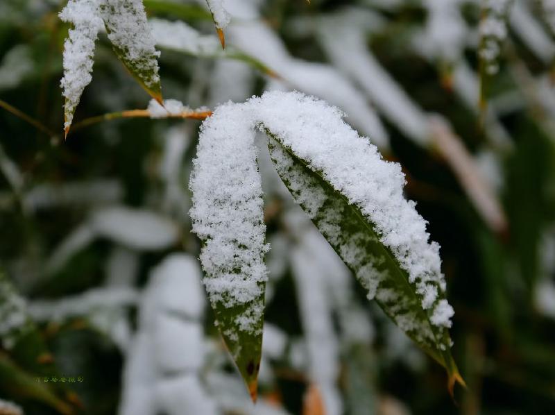 寒雪图片,寒雪_大山谷图库