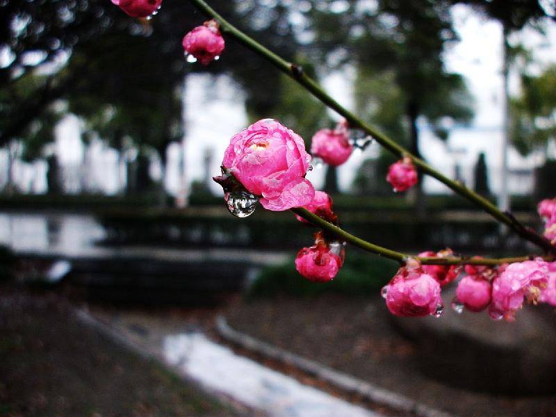 雪梅魂 詞林正韻十二部 月撈冰鏡凝香柱,滿眼情愁.