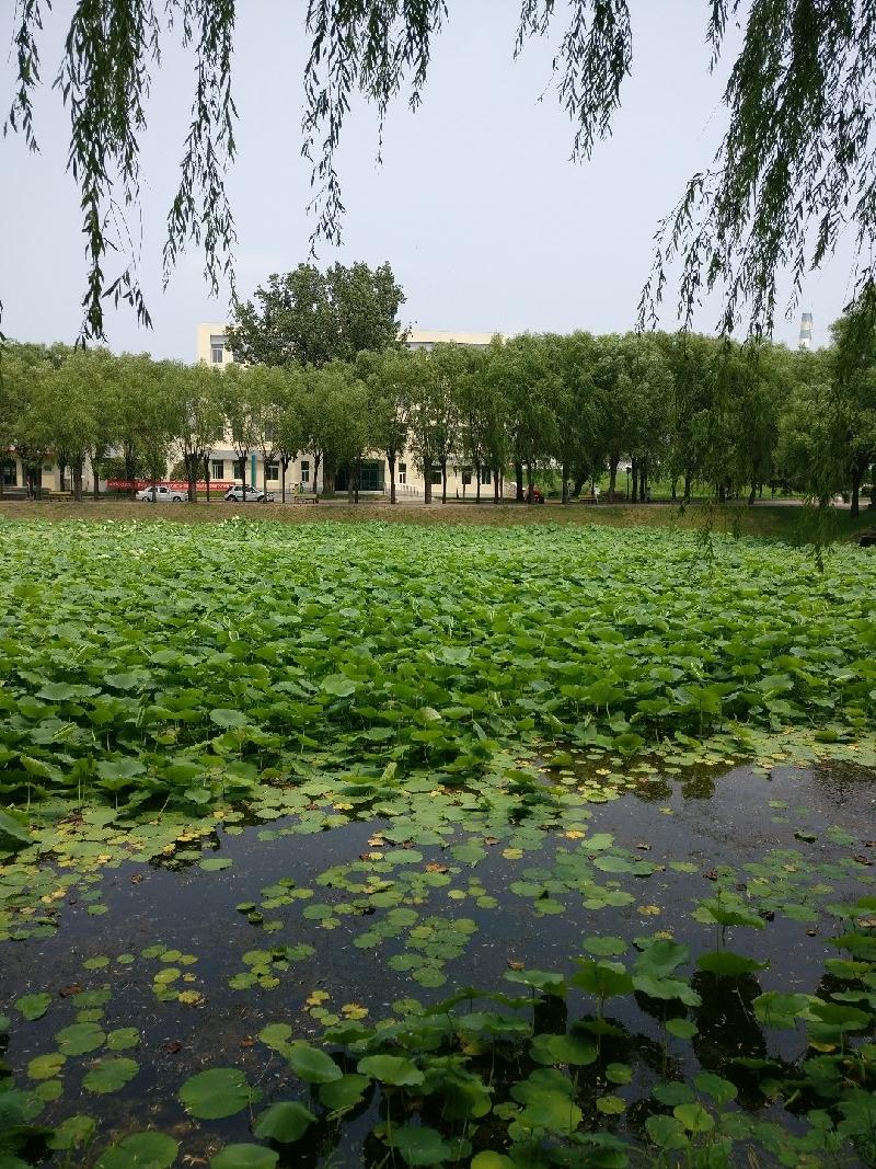 联机全球发布诗人陈法营精品诗歌(图3)