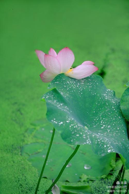 《西湖朵朵，小小流水唱和咏荷76词》华夏流水诗词社主办（图2）