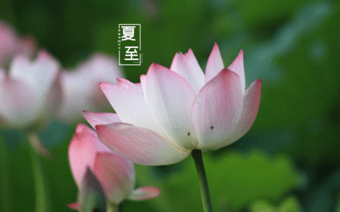 邱建铭〔广东〕夏日诗词专辑 【冰心文化传媒】(图13)