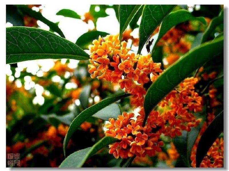 《诗词园地》桂花：文/李晓梅（陕西）