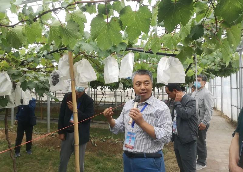 农民节日话丰收 神农果业获大奖(陕西韩城)(图15)