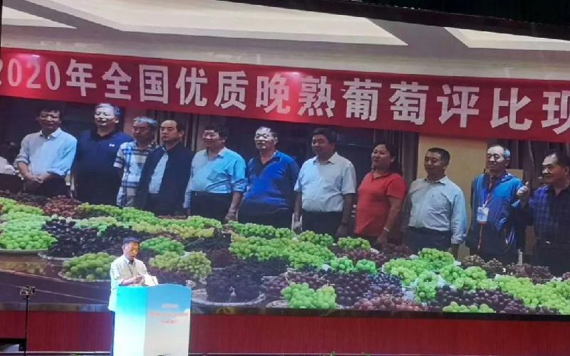 农民节日话丰收 神农果业获大奖(陕西韩城)(图19)