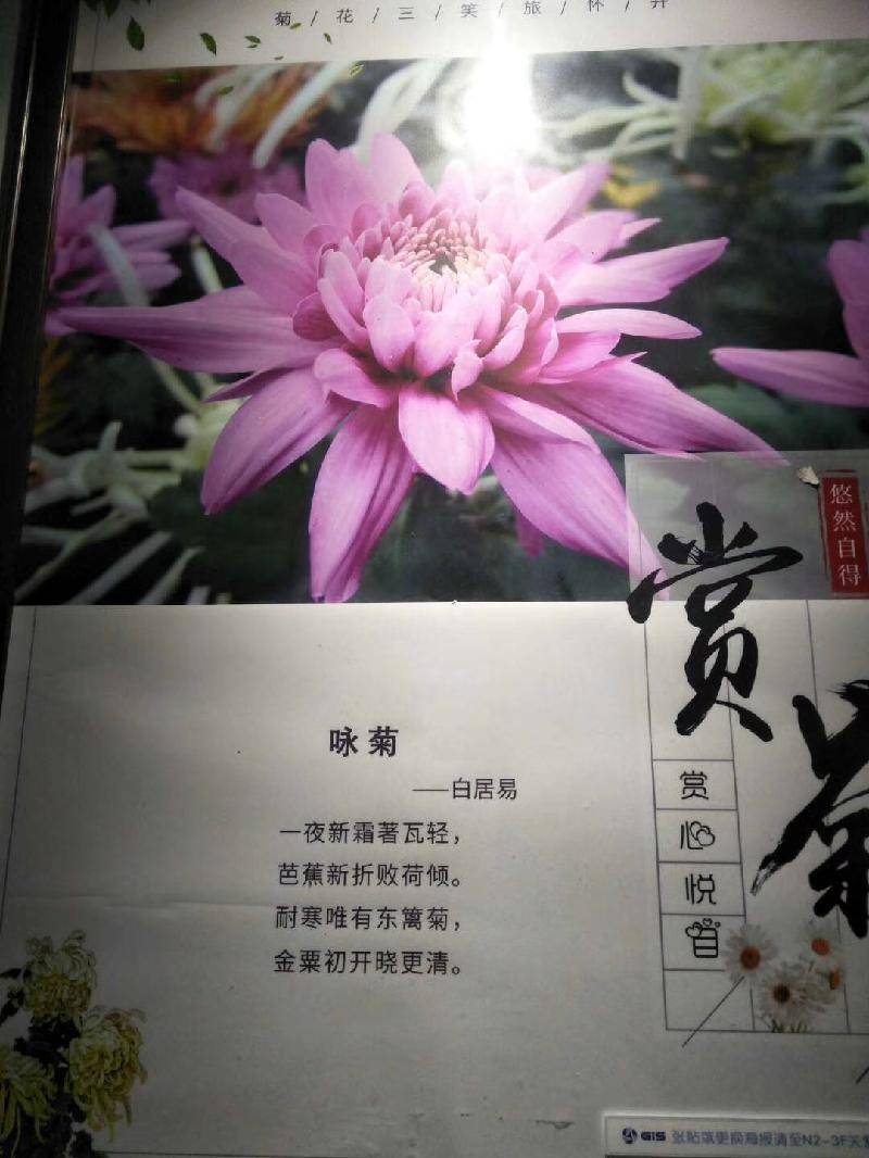 注释"东篱,典出自东晋陶渊明著名诗句"采菊东篱下,悠然见南山.