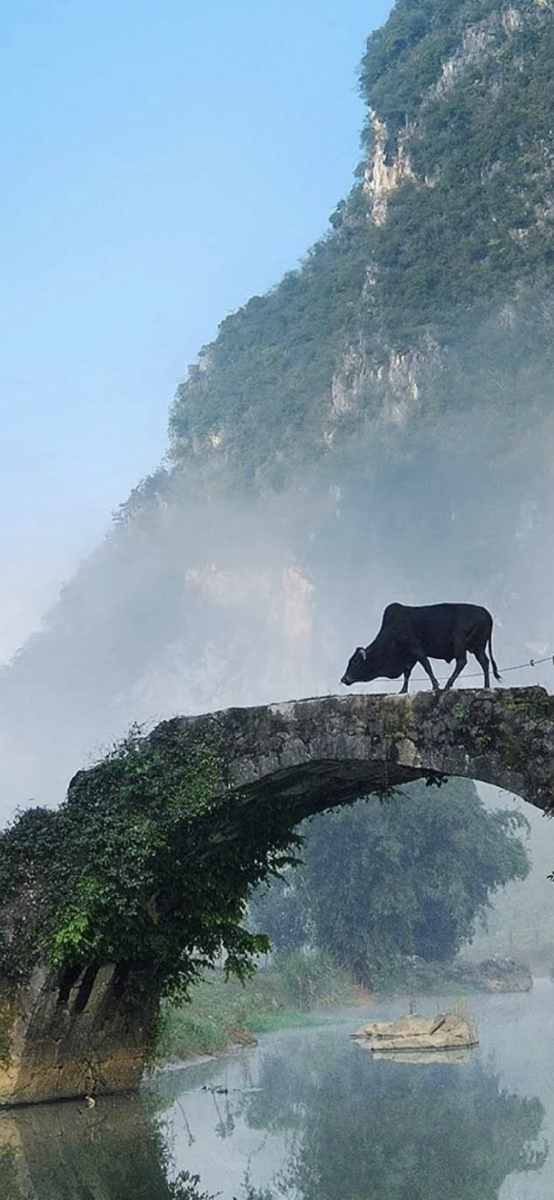 一桥一牛一老翁图片图片