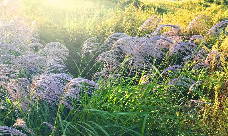 【潇湘文学社】今日同题《芦苇花》（图9）