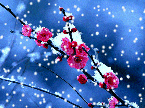 梅雪恋（外三首） 文/清华〔山东〕制作：冰心.幽蓝【冰心文化传媒】（图2）