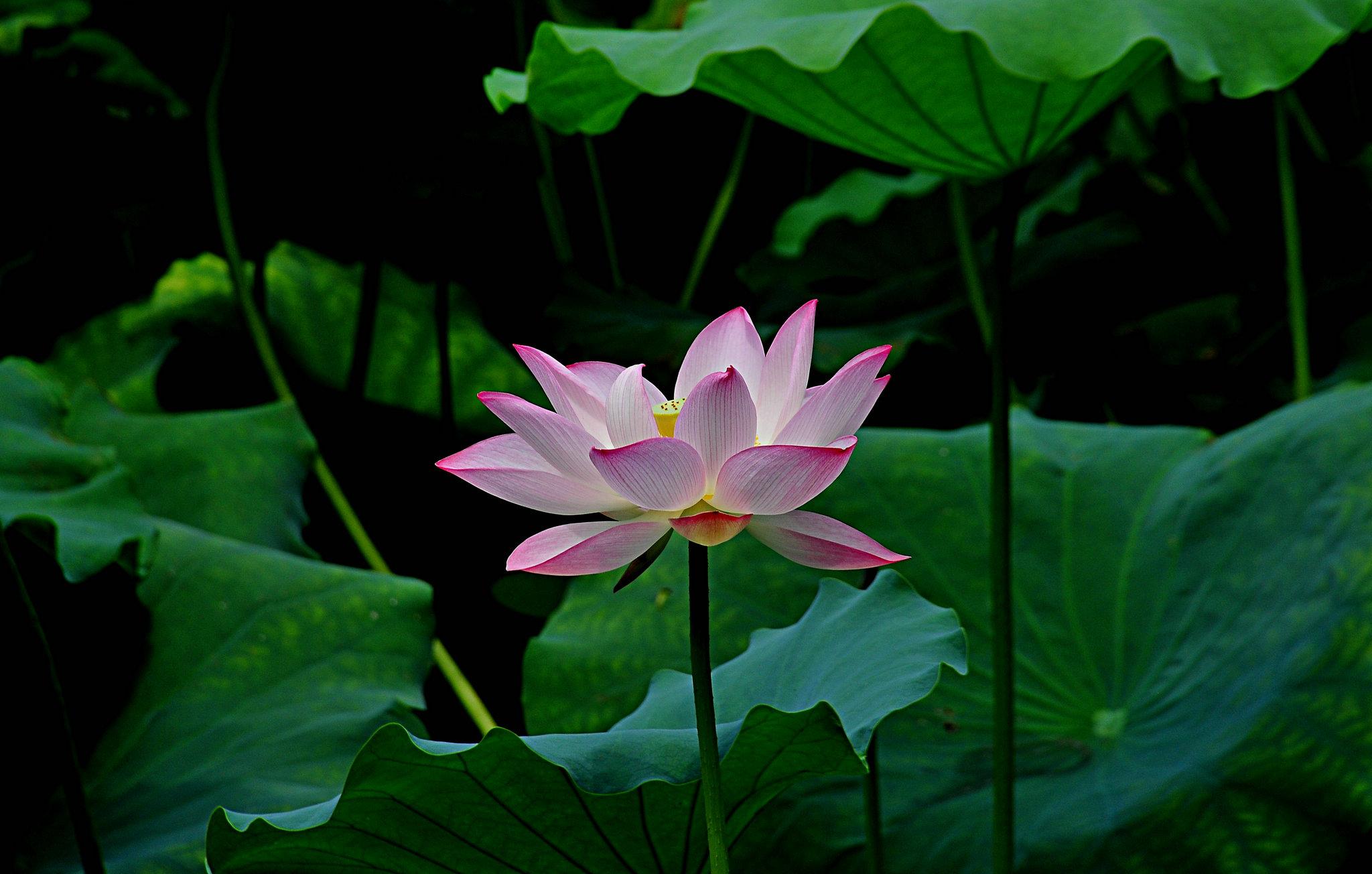 1623841945462044761.jpg src=http_%2F%2Fimg.pconline.com.cn%2Fimages%2Fupload%2Fupc%2Ftx%2Fitbbs%2F1507%2F01%2Fc9%2F9133694_1435711439367.jpg&refer=http_%2F%2Fimg.pconline.com.jpg