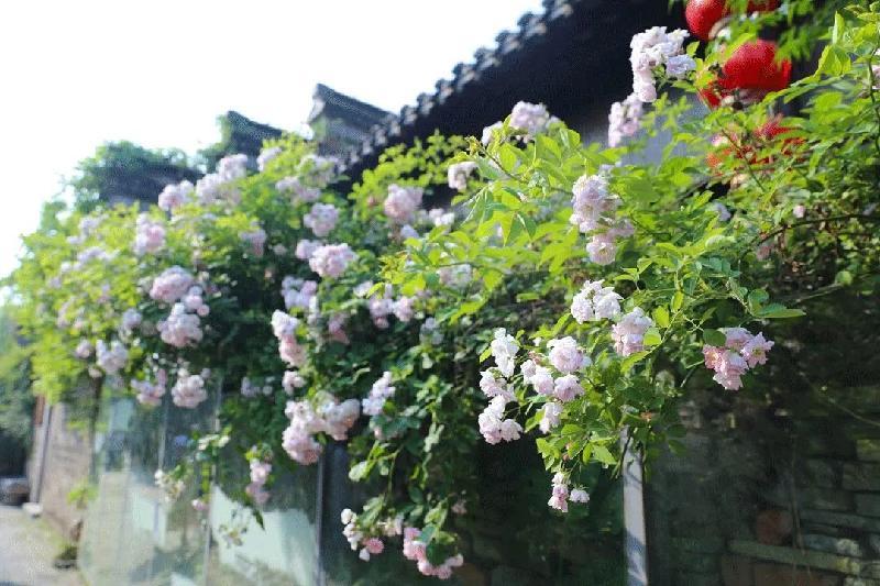 小院蔷薇 文／余南才（安徽潜山）（图2）