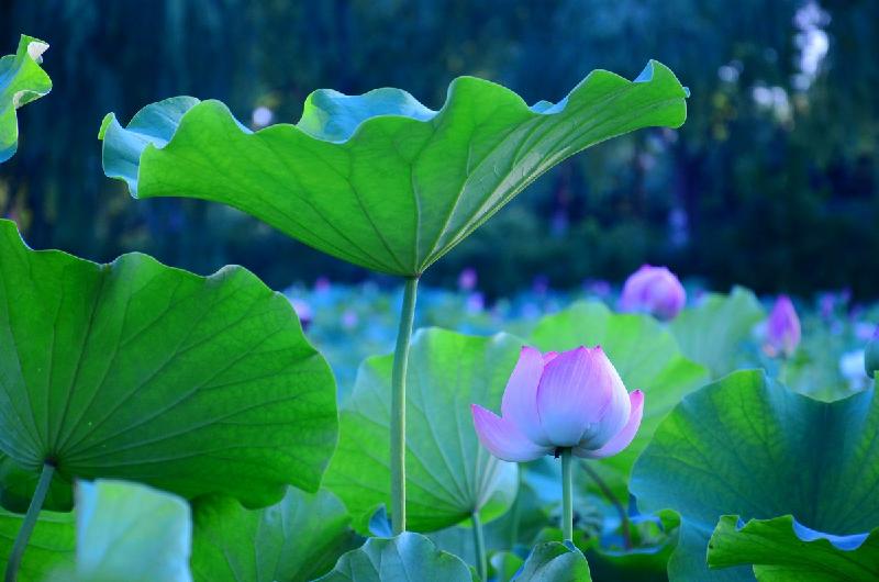 邱建铭〔广东〕夏日诗词专辑 【冰心文化传媒】(图11)