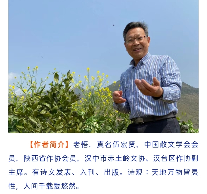 【诗朗诵】伍宏贤《 品 茶(外一首)》朗诵黄蜜(图2)