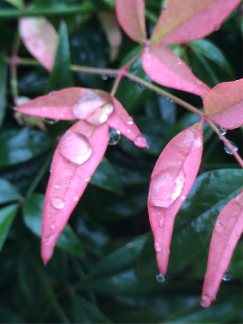张希//诵读《九月的秋雨》作者：牧夫（图5）