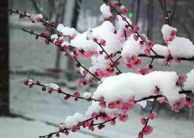 冰姿玉魄雪花胎.不與百花爭異彩,嬋娟共度韻和諧.一枝獨秀競相開.