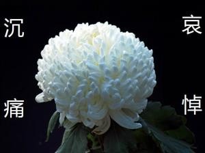 沉痛悼念第十五世族贤邹子卿不幸辞世-京津沪头条 作者:博雅蕴新(图5)