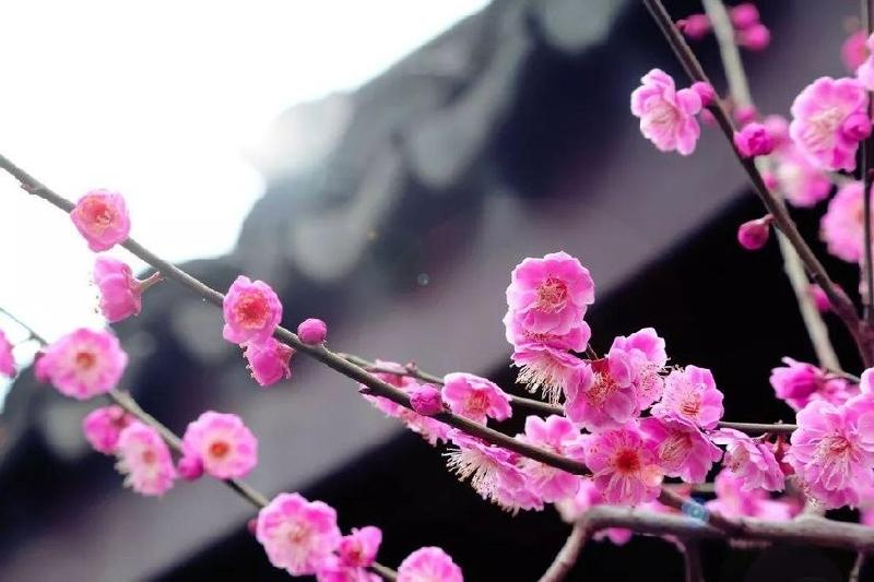 杨振国诗词专刊‖七律·咏梅 十首-京津沪头条 文/杨振国(北京)(图2)