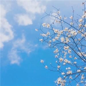 朱伟民〔上海〕诗画专辑(一)制作 冰心*幽蓝【冰心文化传媒】(图21)