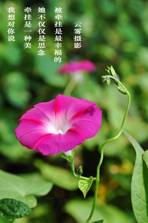 img.yao51.