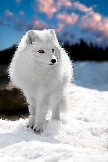 巨雪狐和雪狐土豪金图片