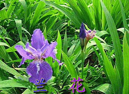 1813.img.pp.sohu.com-1.