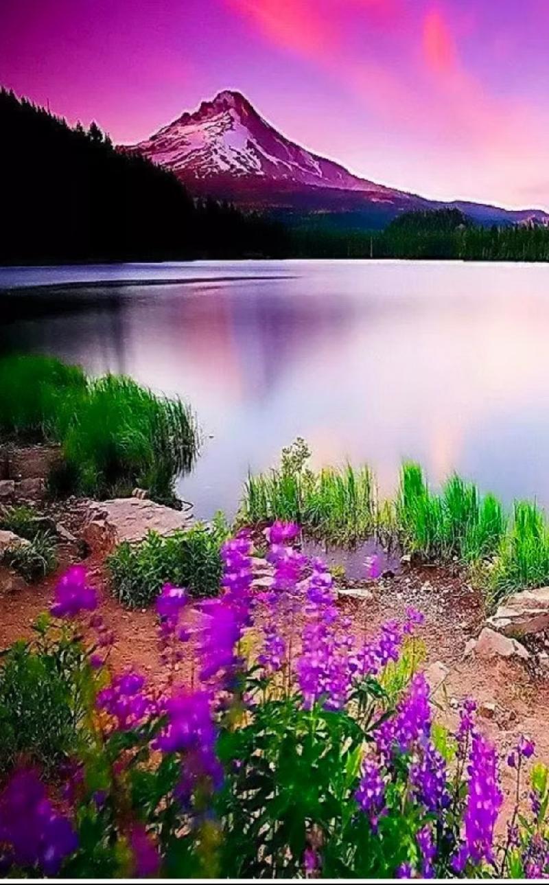 张德群专刊‖感谢花开-京津沪头条 作者:张德群(图2)
