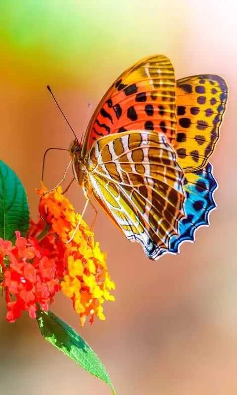 mmexportc6fb84a29863232f4c33e484a6a19c9c.