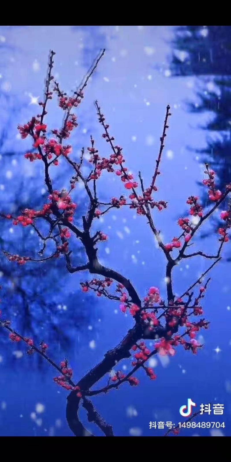 同图诗梅花傲雪 诗/李秦 都市头条—上海头条 传播正能量