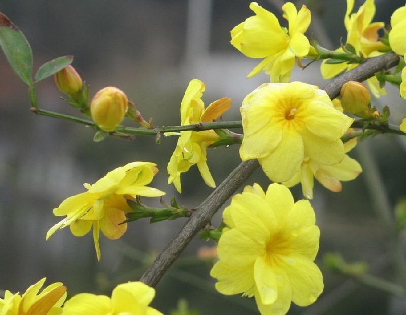 恭祝各位女神节日快乐诗词(图13)