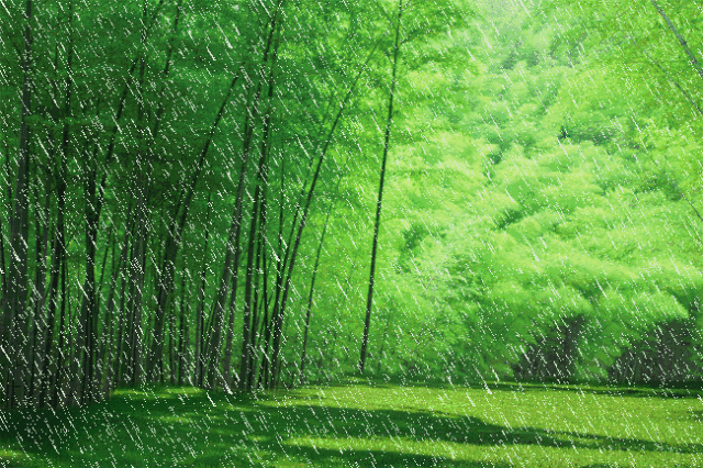 雨中竹林 动态图图片