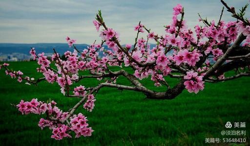 西江月.春分（外四首） 王仲飞〔北京〕制作 冰心*幽蓝【冰心文化传媒】（图3）
