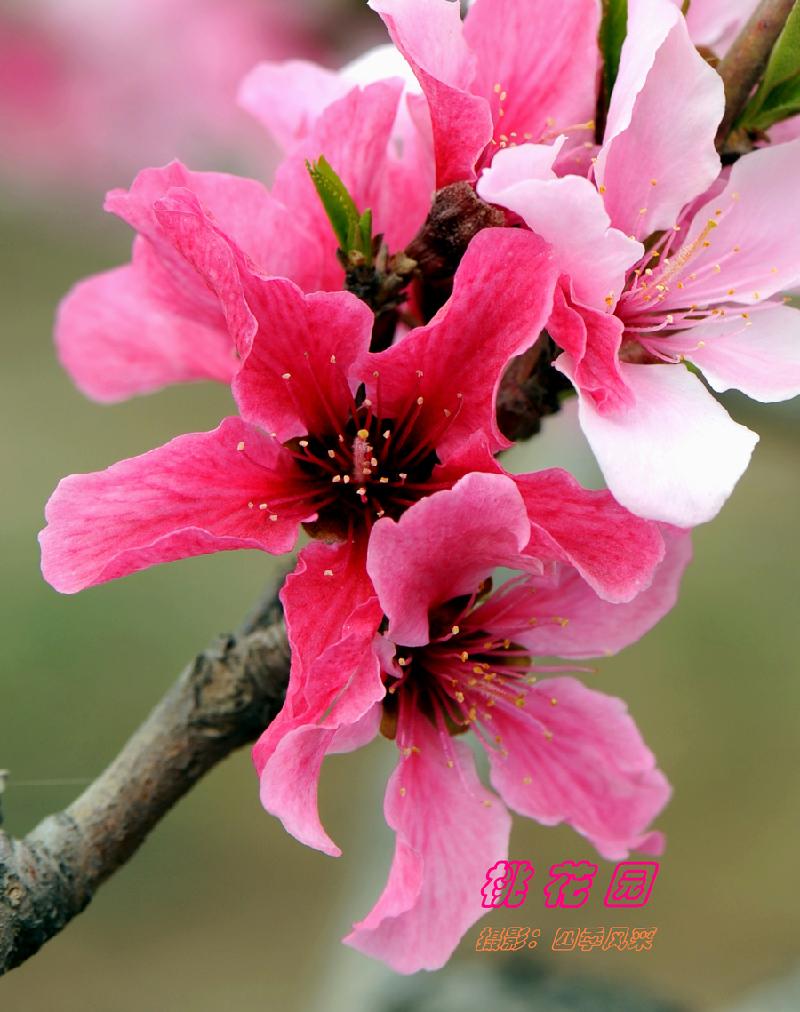 img.pconline.com-1616249987678.